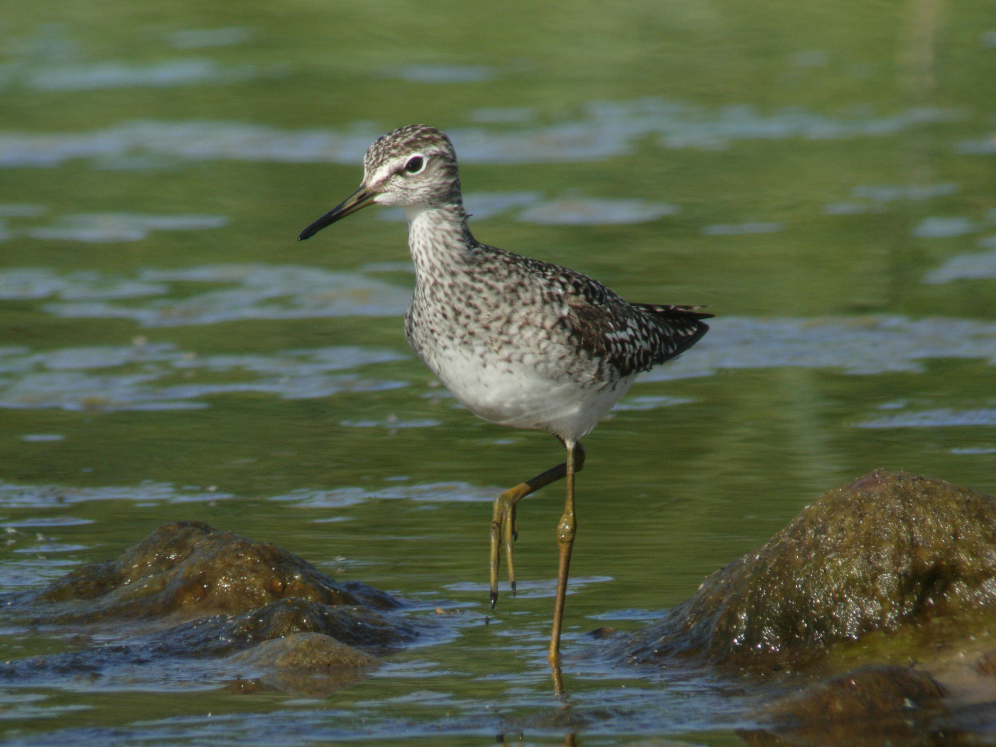 Wood sandpiper on Wednesday