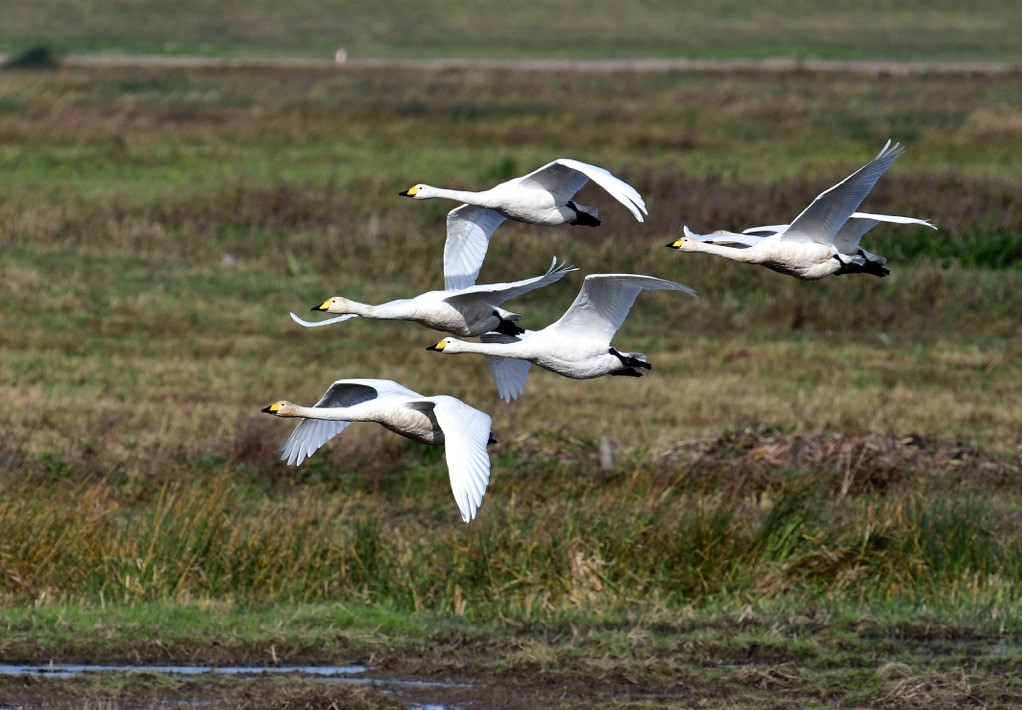 Welney sightings - 18/11/2023