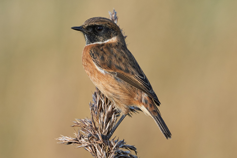 Wildlife sightings for 11th September 2022