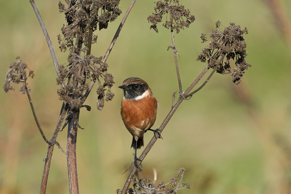 Sightings today - 09/11/2019