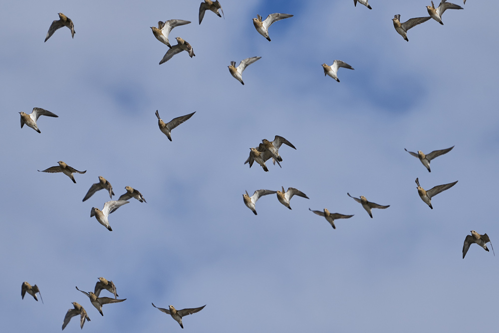 Wetland Bird Survey (WeBS Count) 20 December 2021