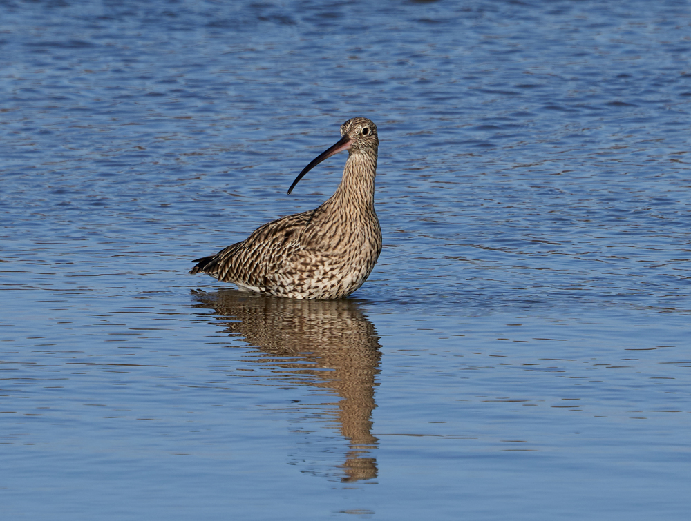 Welney sightings - 31/01/2024