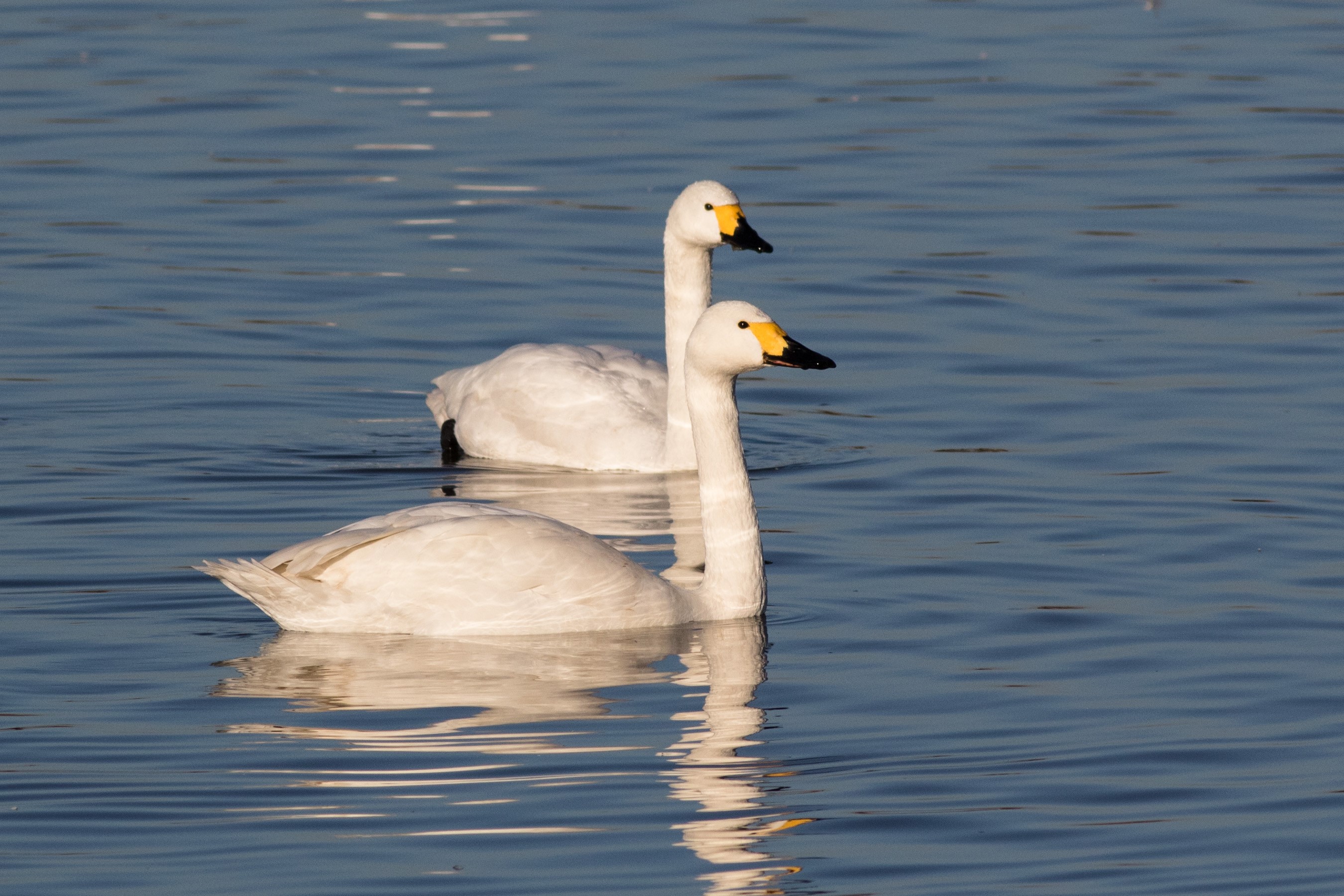 Sightings for Saturday 22nd February