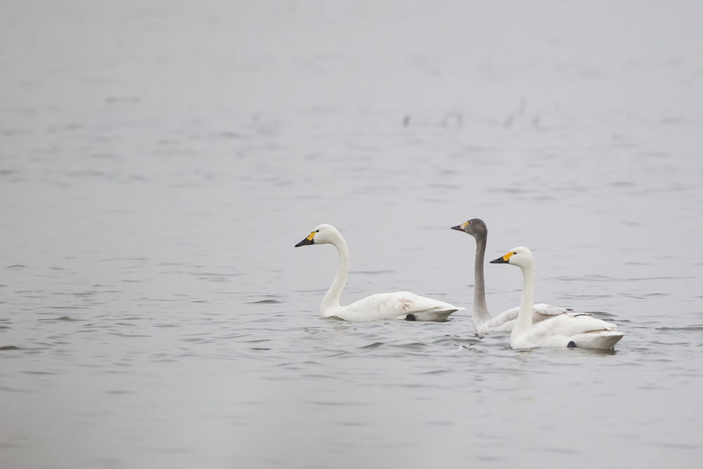 Today's sightings - 18/01/2020