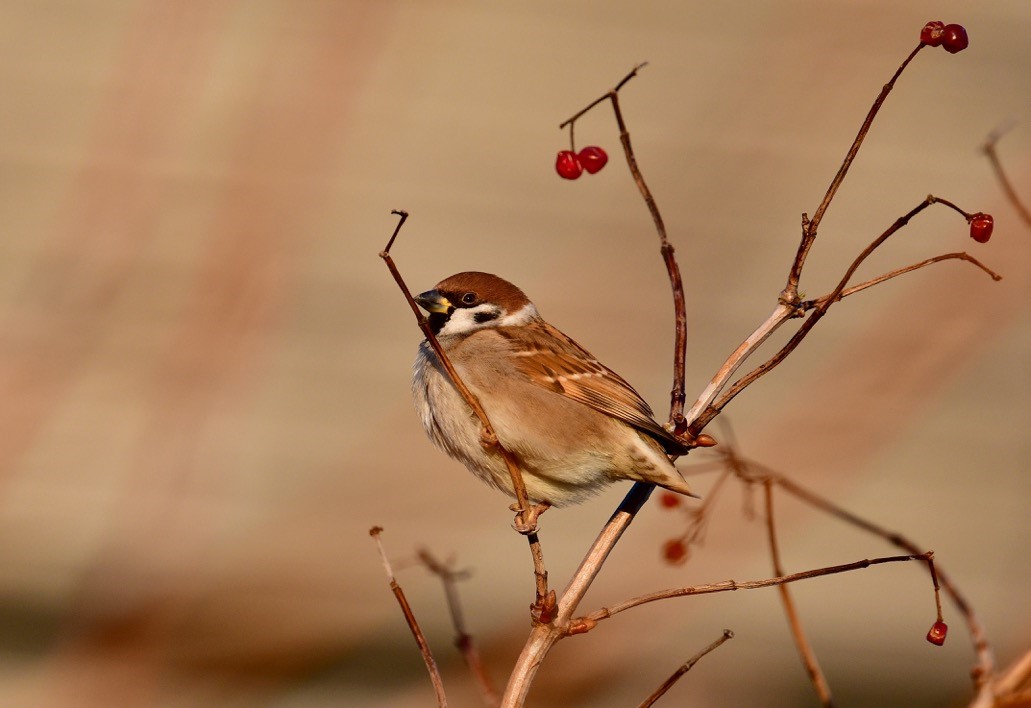 Today's sightings - 22/01/2020