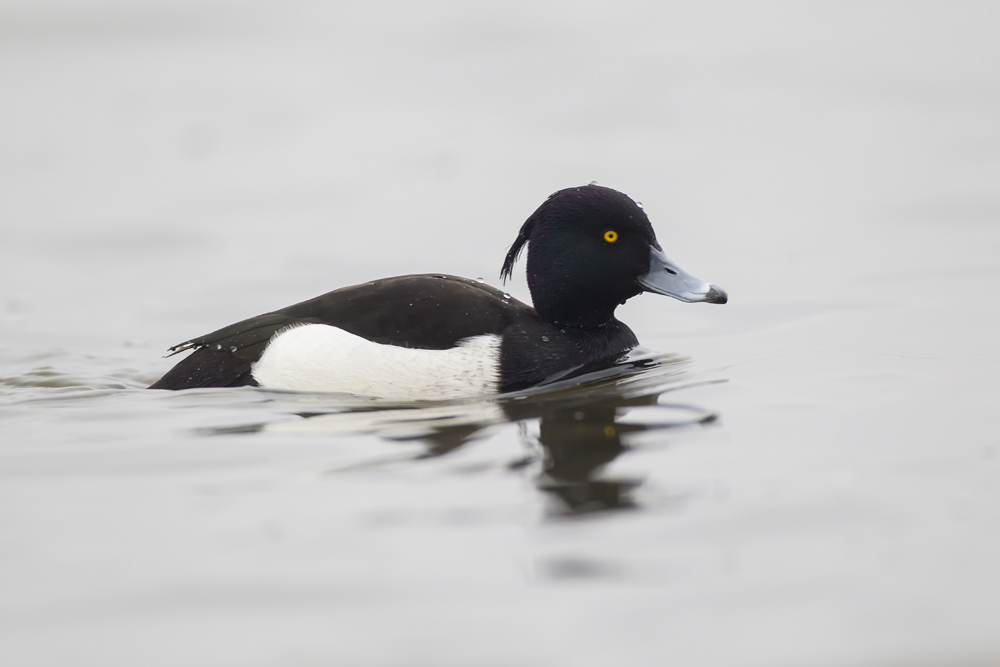 Today's sightings - 26/11/2019