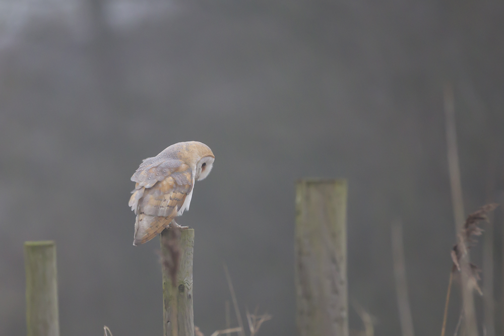 Sightings for Thursday 7th November