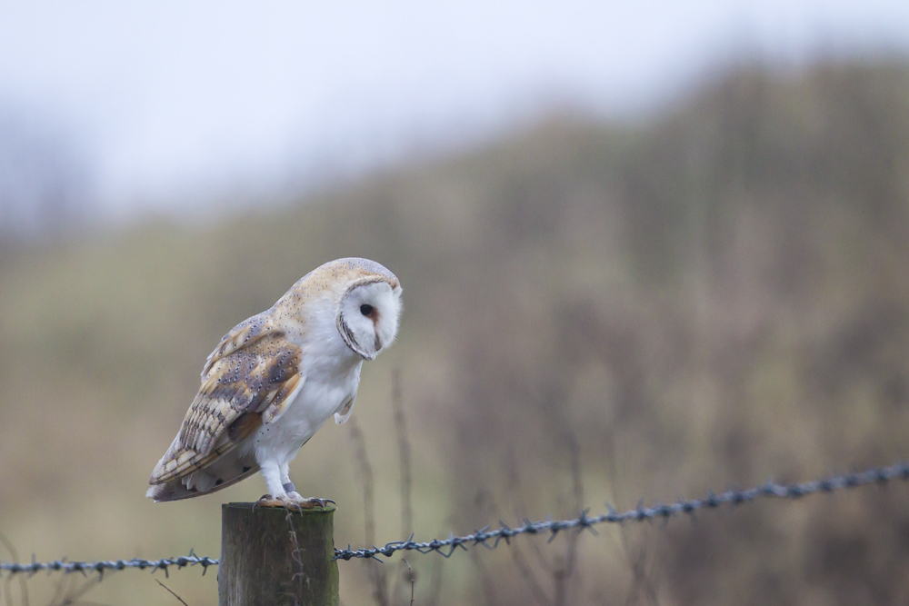 Sightings for Tuesday November 19th