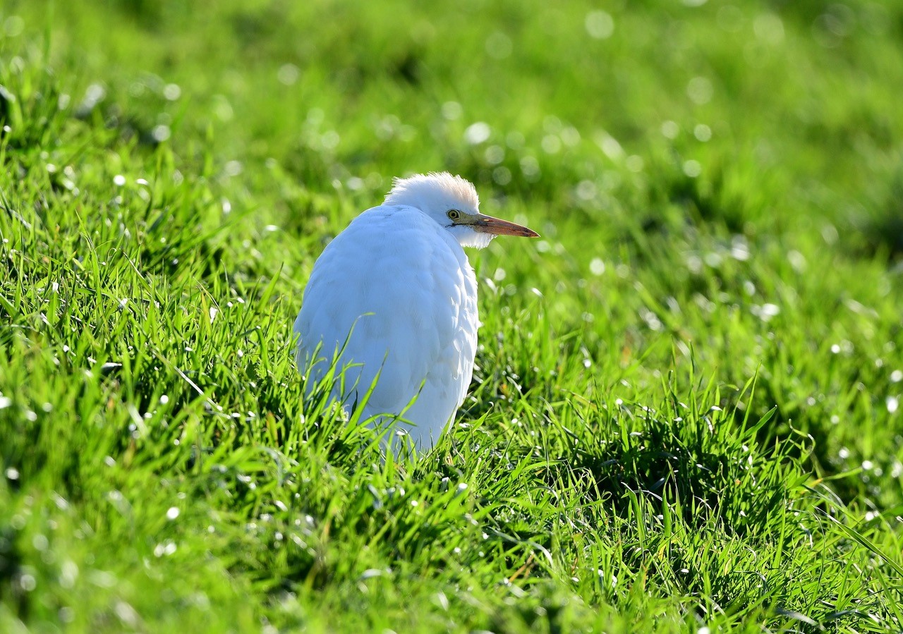 Welney sightings- 17/03/2023