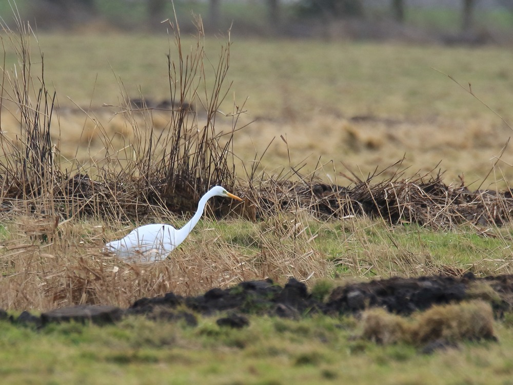 Wetland Bird Survey (WeBS) Count 13/01/2020