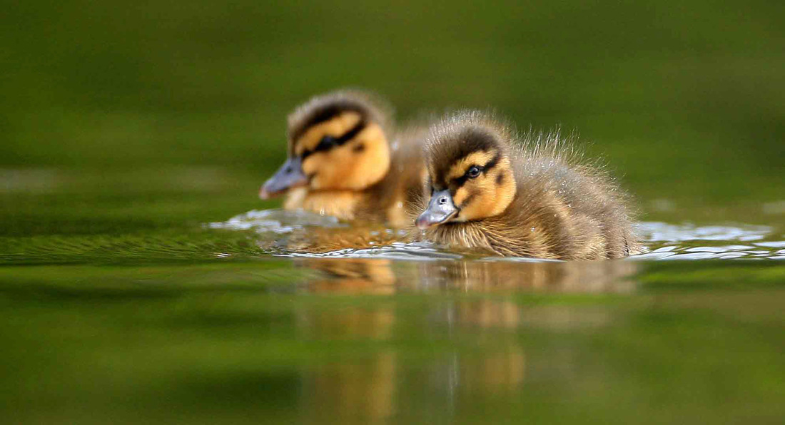 Today's sightings - 22/07/2019