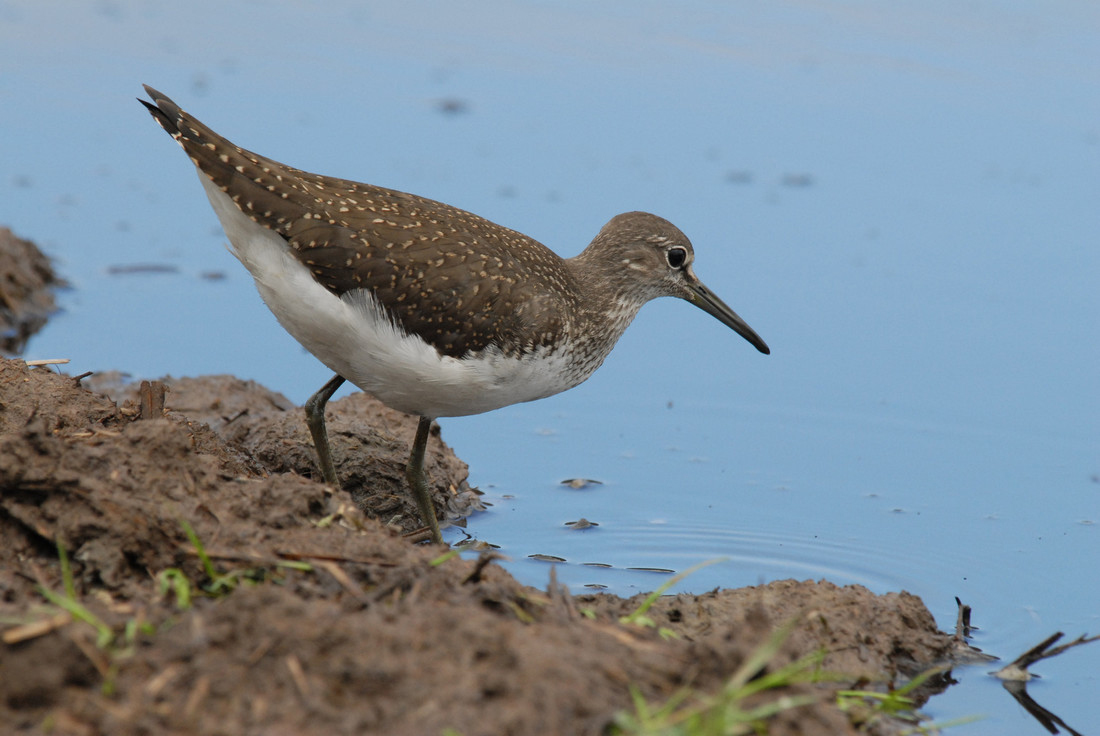 Today's Sightings at WWT Welney-06/07/2019