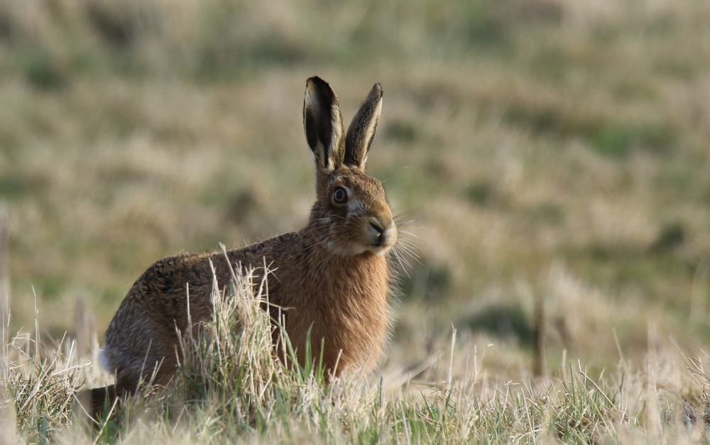 Welney sightings 24/09/2021