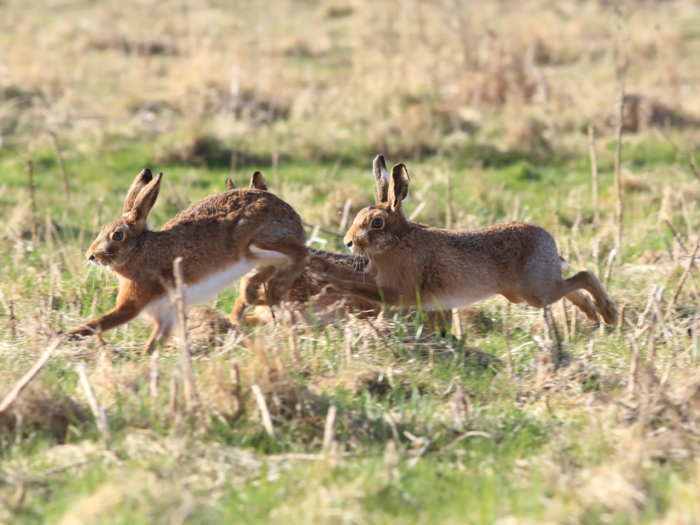 Welney Sightings-16/03/2020