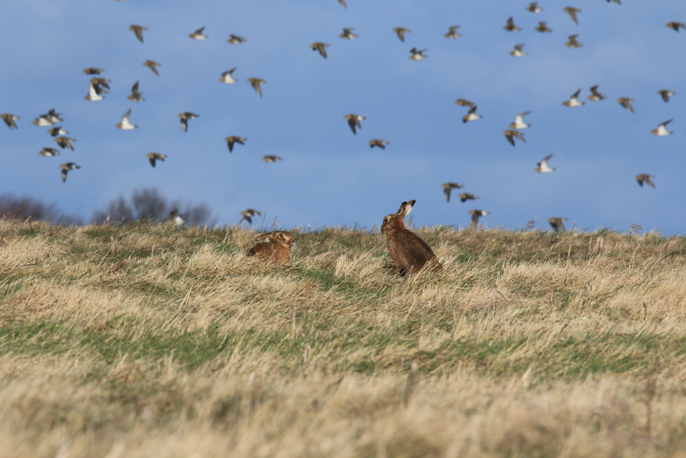 Welney sightings - 16/02/2023