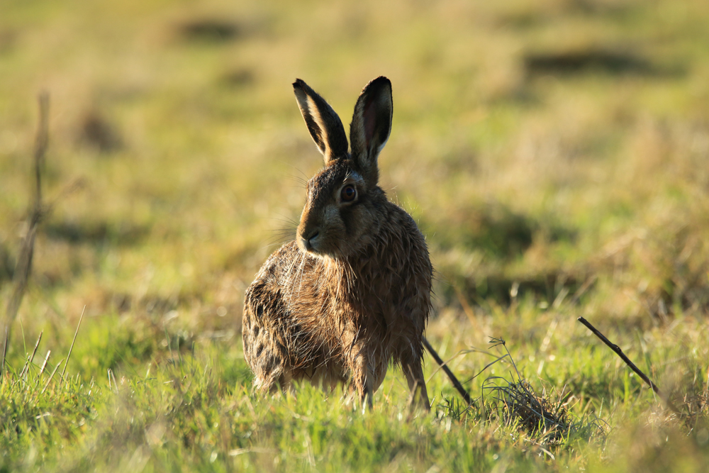 Welney Sightings 29/01/2023