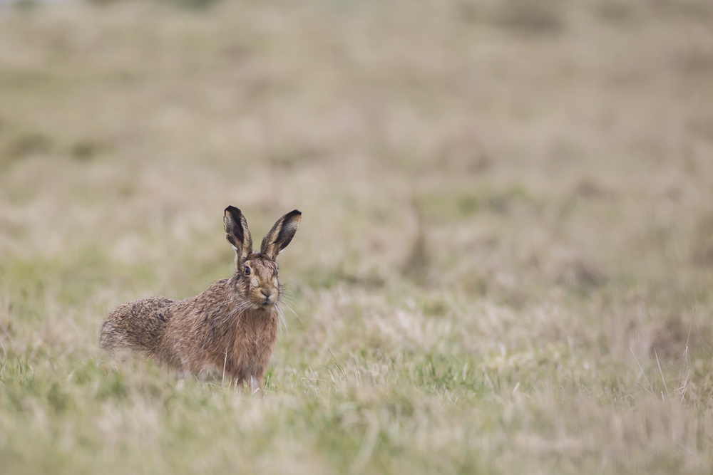 Welney Sightings 27/02/22