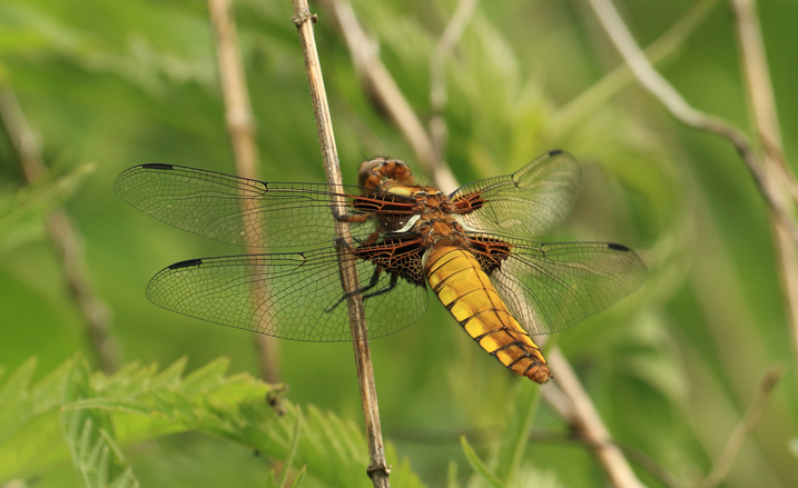 Today's Sightings 23/07/2019