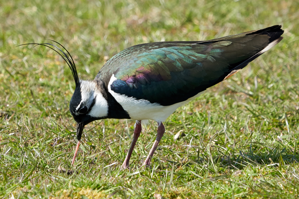 Wetland  Bird Survey (WeBS) Count