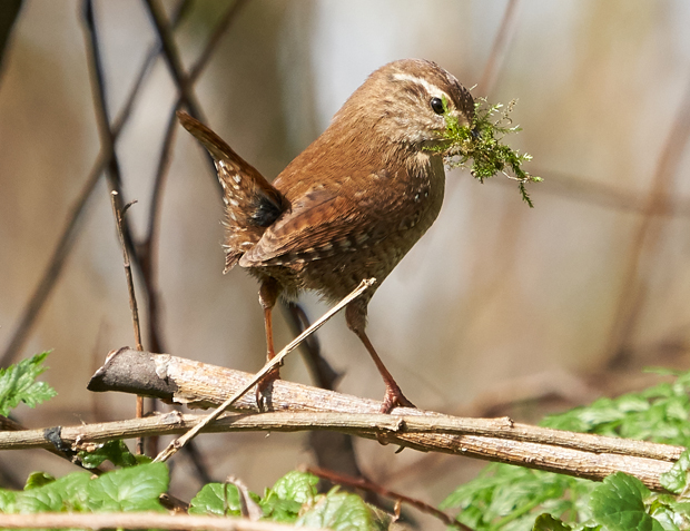 Welney sightings - 31/03/2022