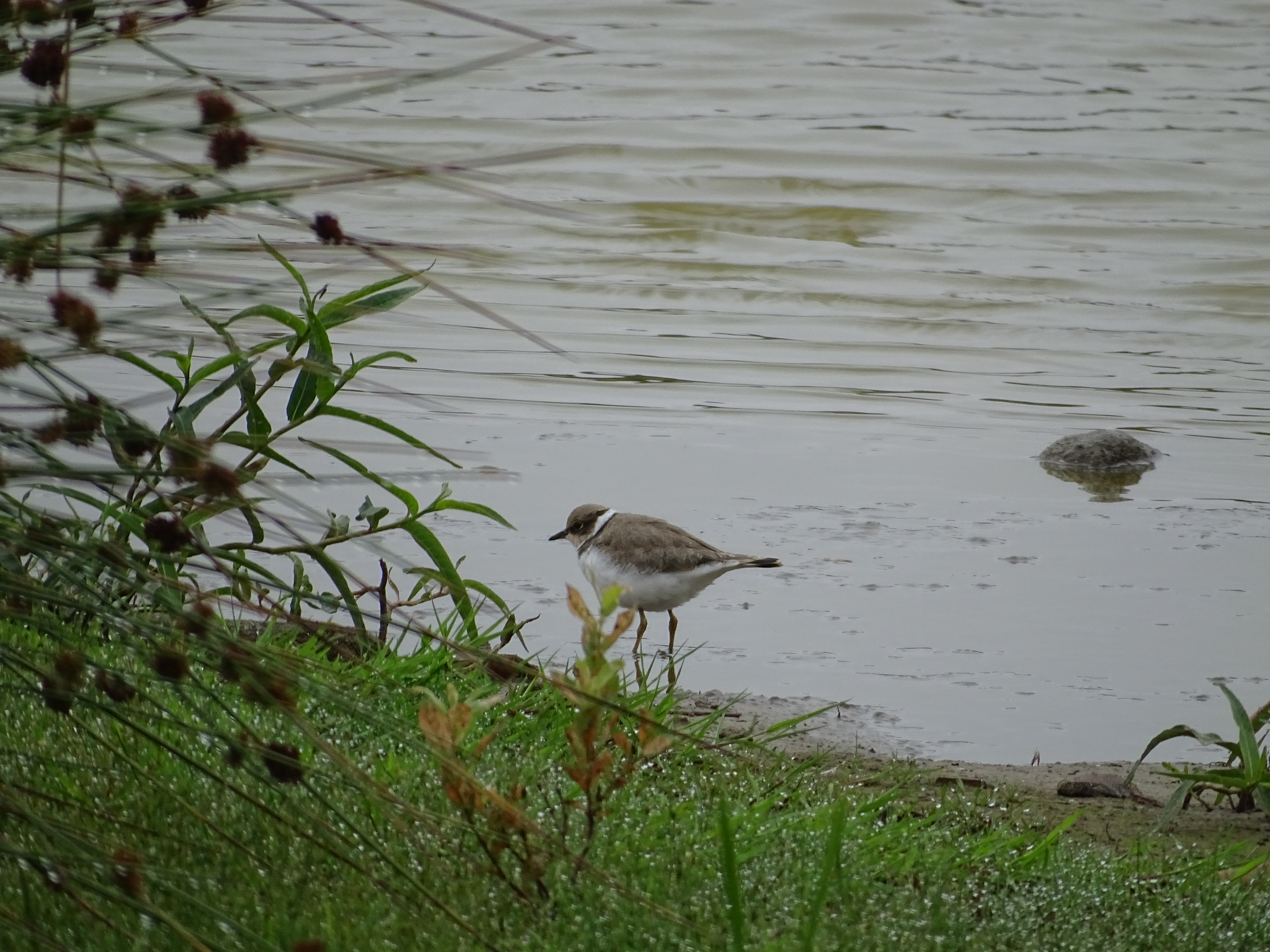 Little Ringed Plover