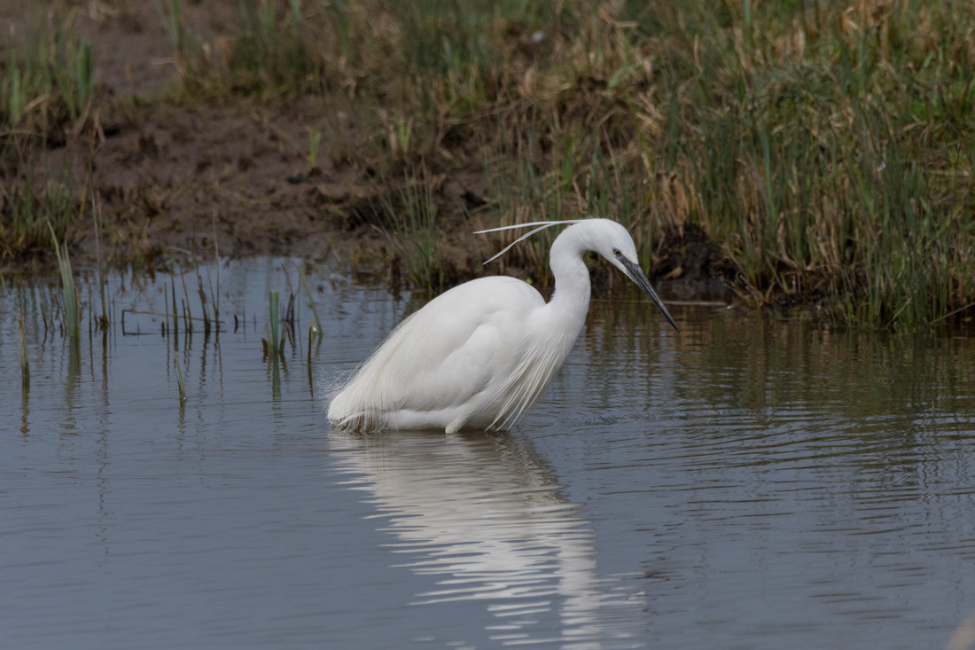 Wildlife Sightings for 9th September 2023