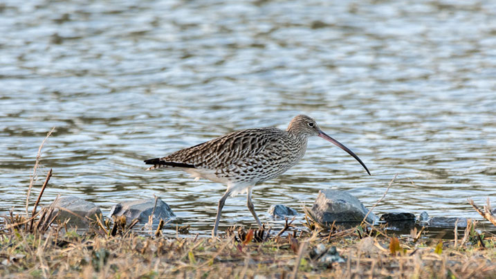 Curlew numbers have declined by over 65% in the UK since 1970