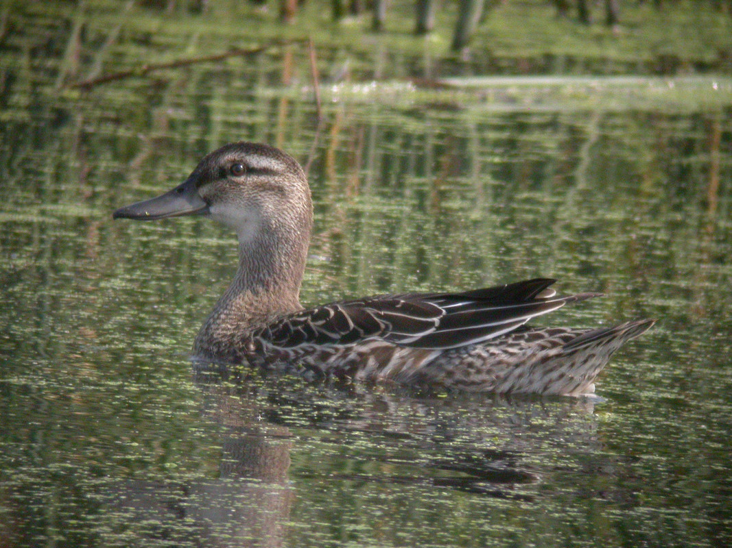 Wildlife Sightings for 27th July 2023