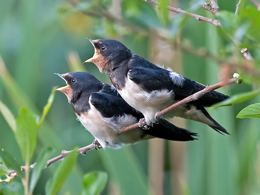 Recent Sightings - 5th August 2019