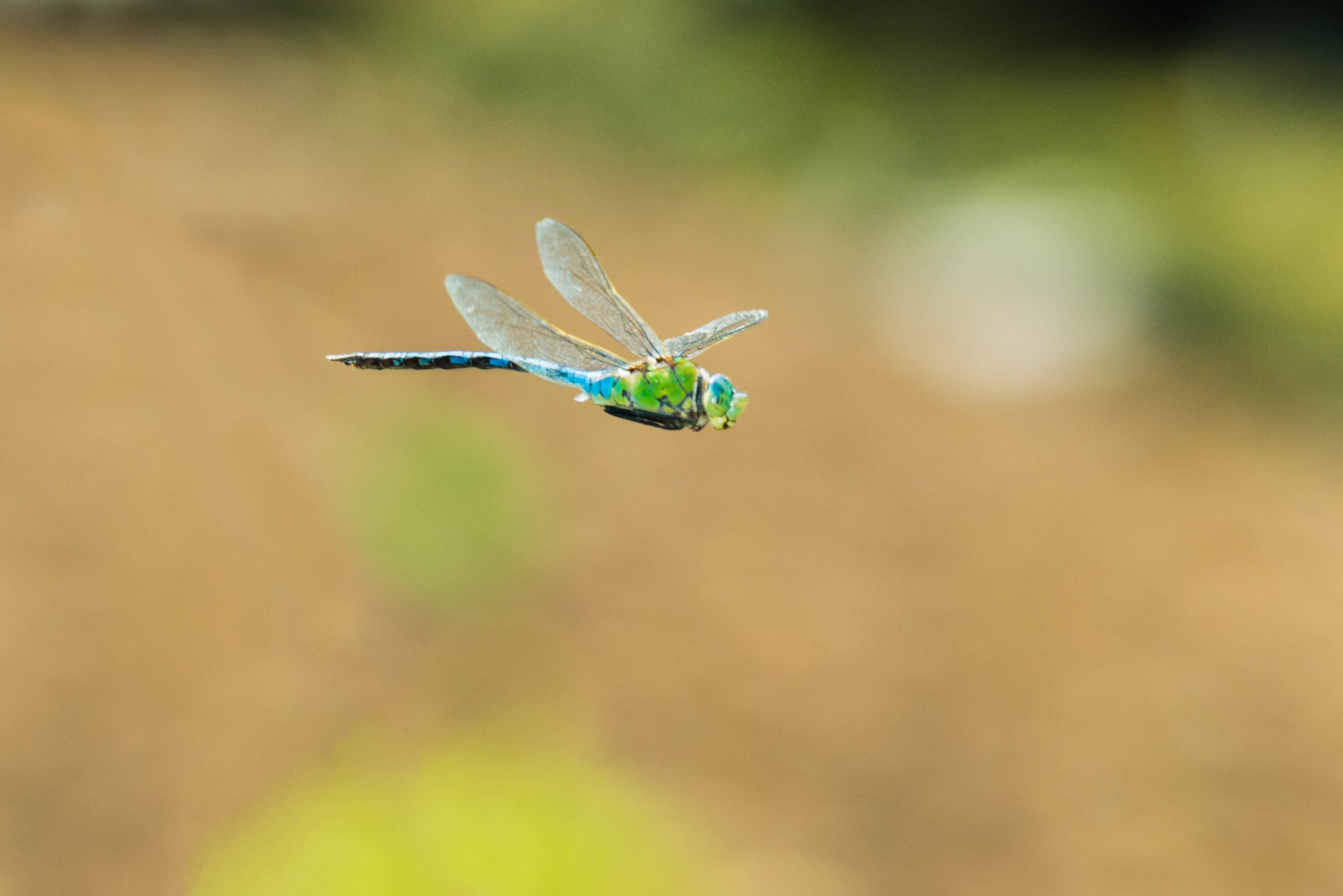 Recent sightings 13th - 16th July