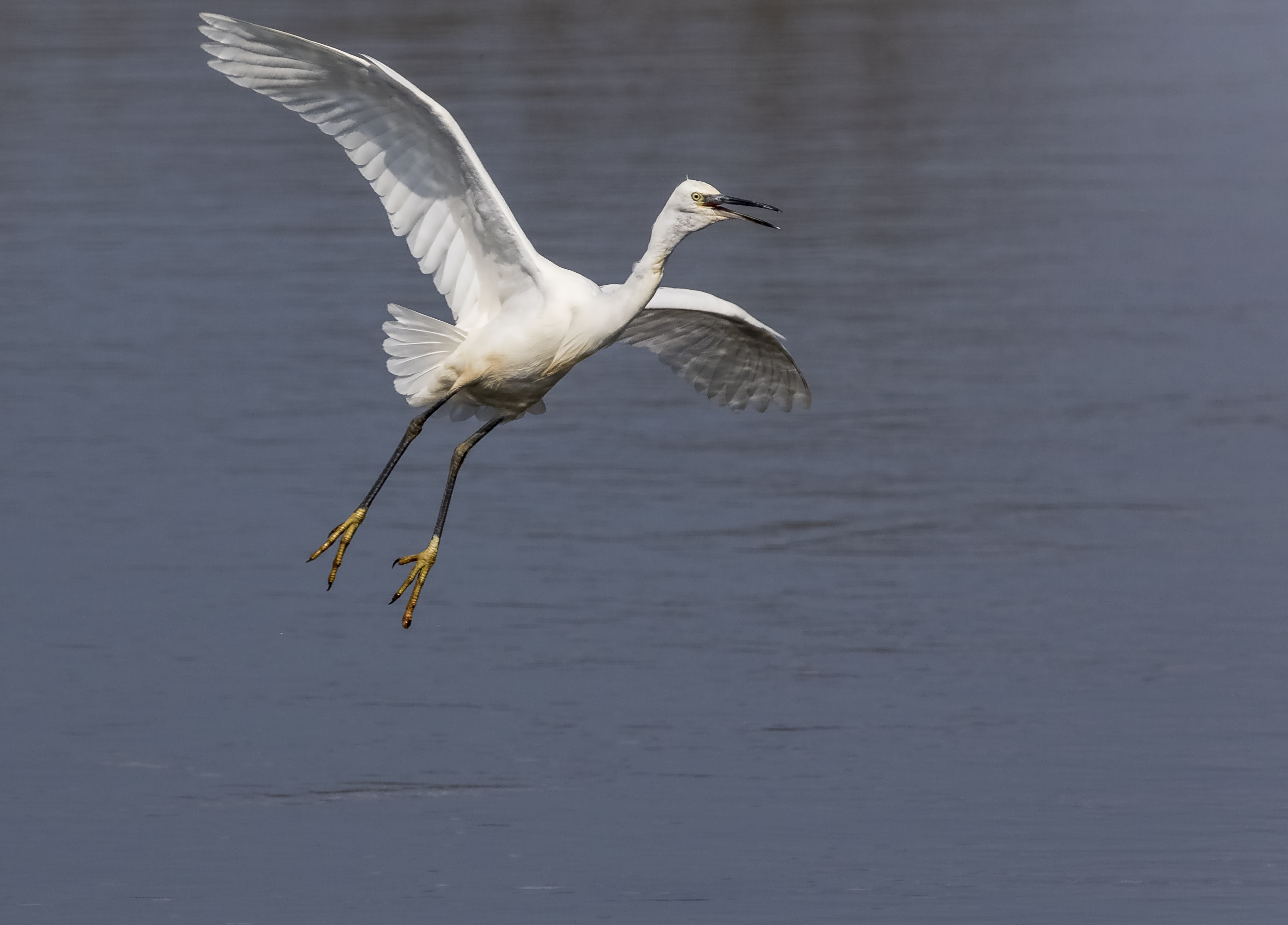 Little Egret Making an Appearance