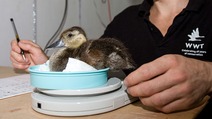 Madagascar pochard: on the Red List