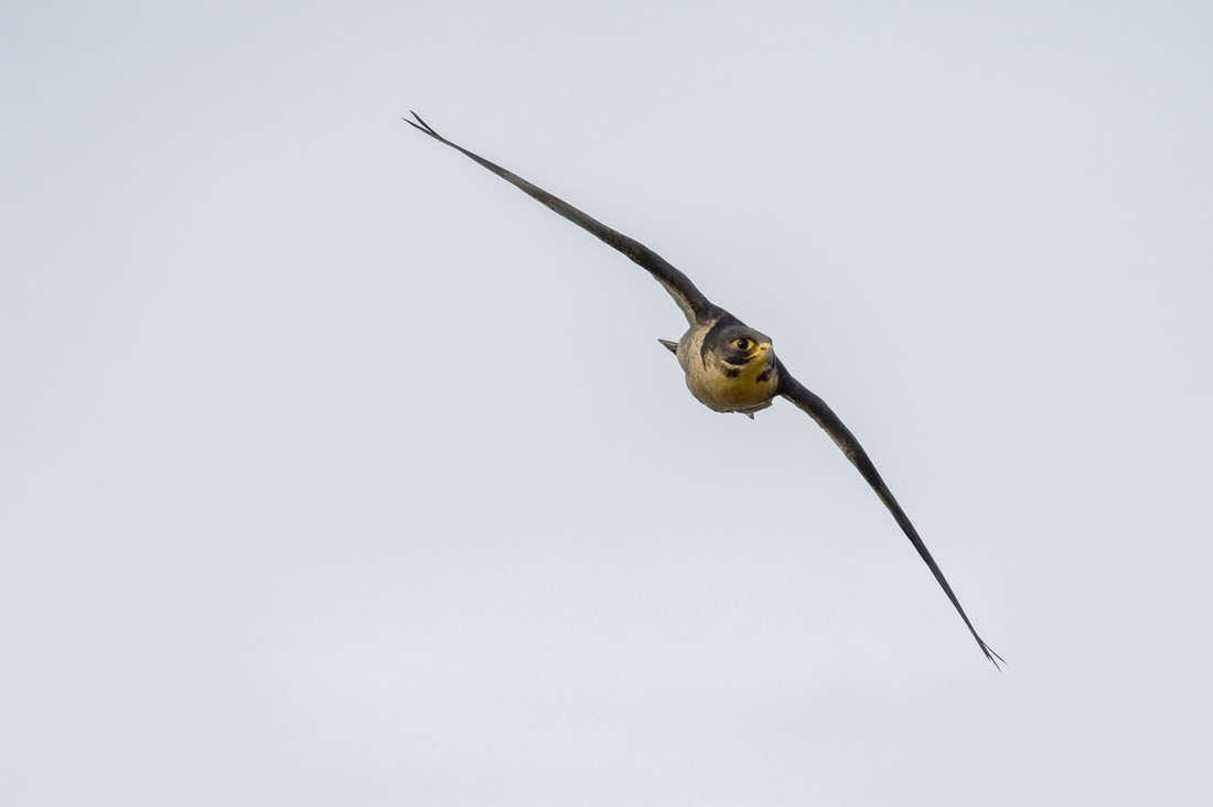 Water Pipits very active on the grazing marsh plus Peregrine hunting over main lake