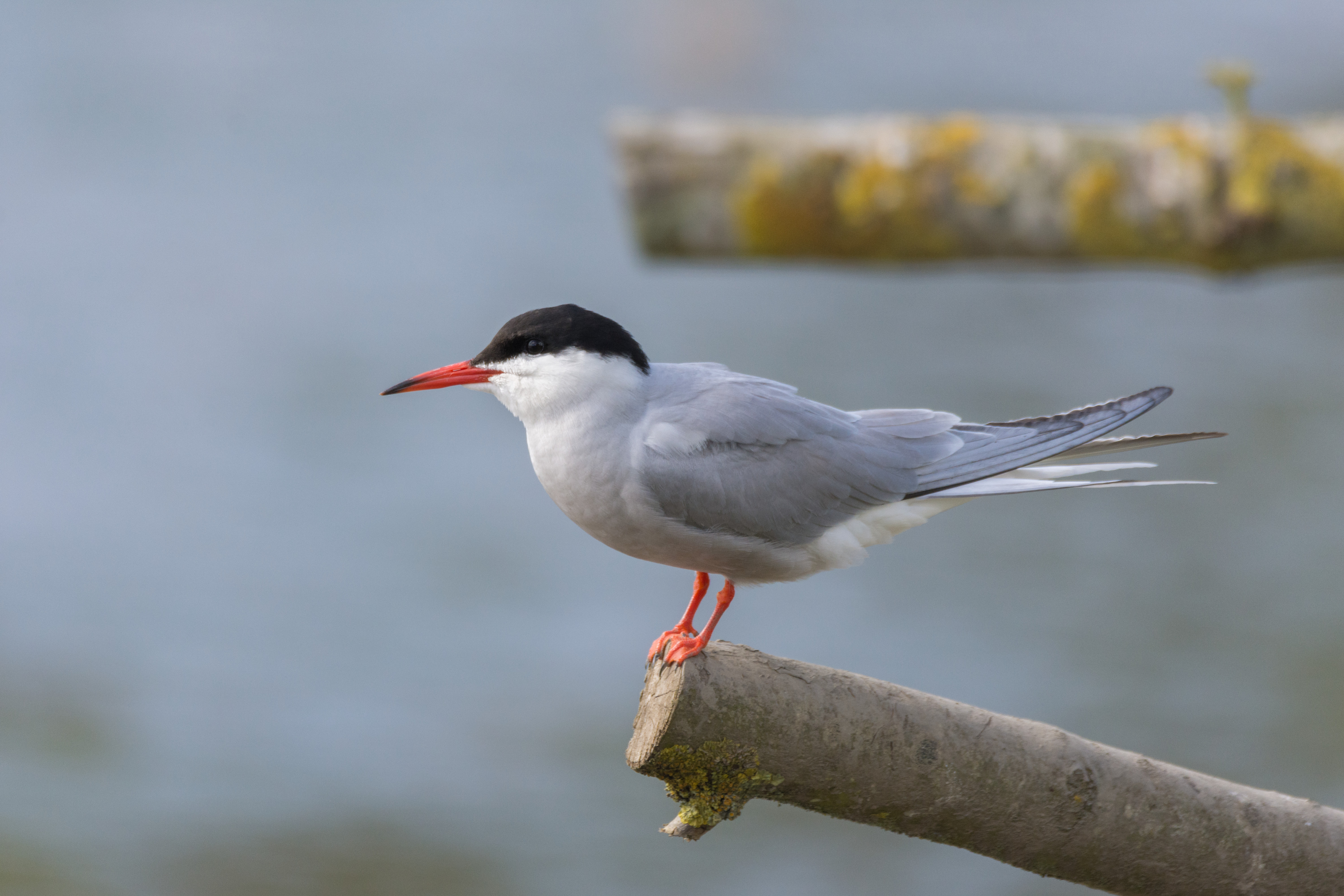 Recent Sightings - 22nd June 2019