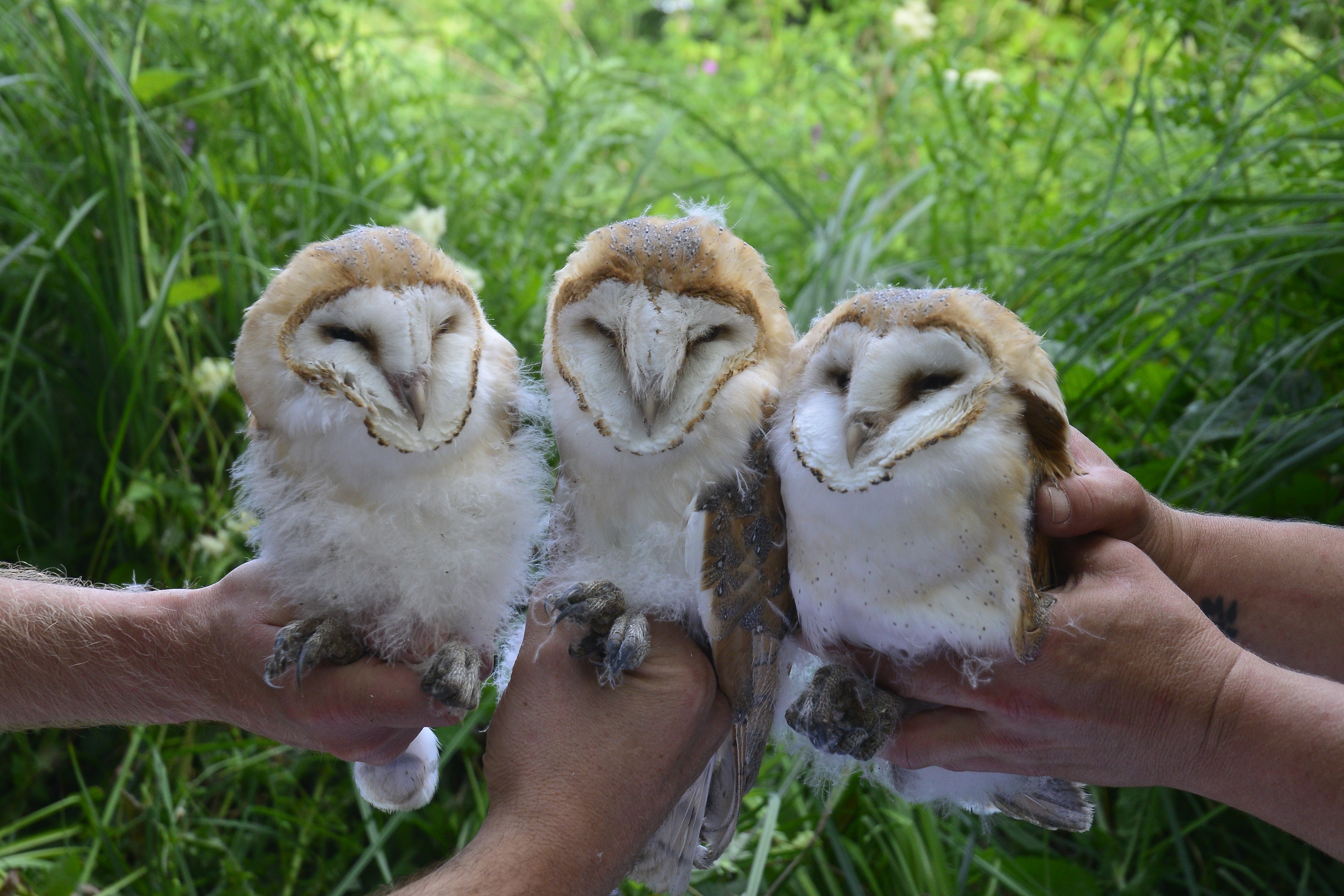 Sand martins and owlets