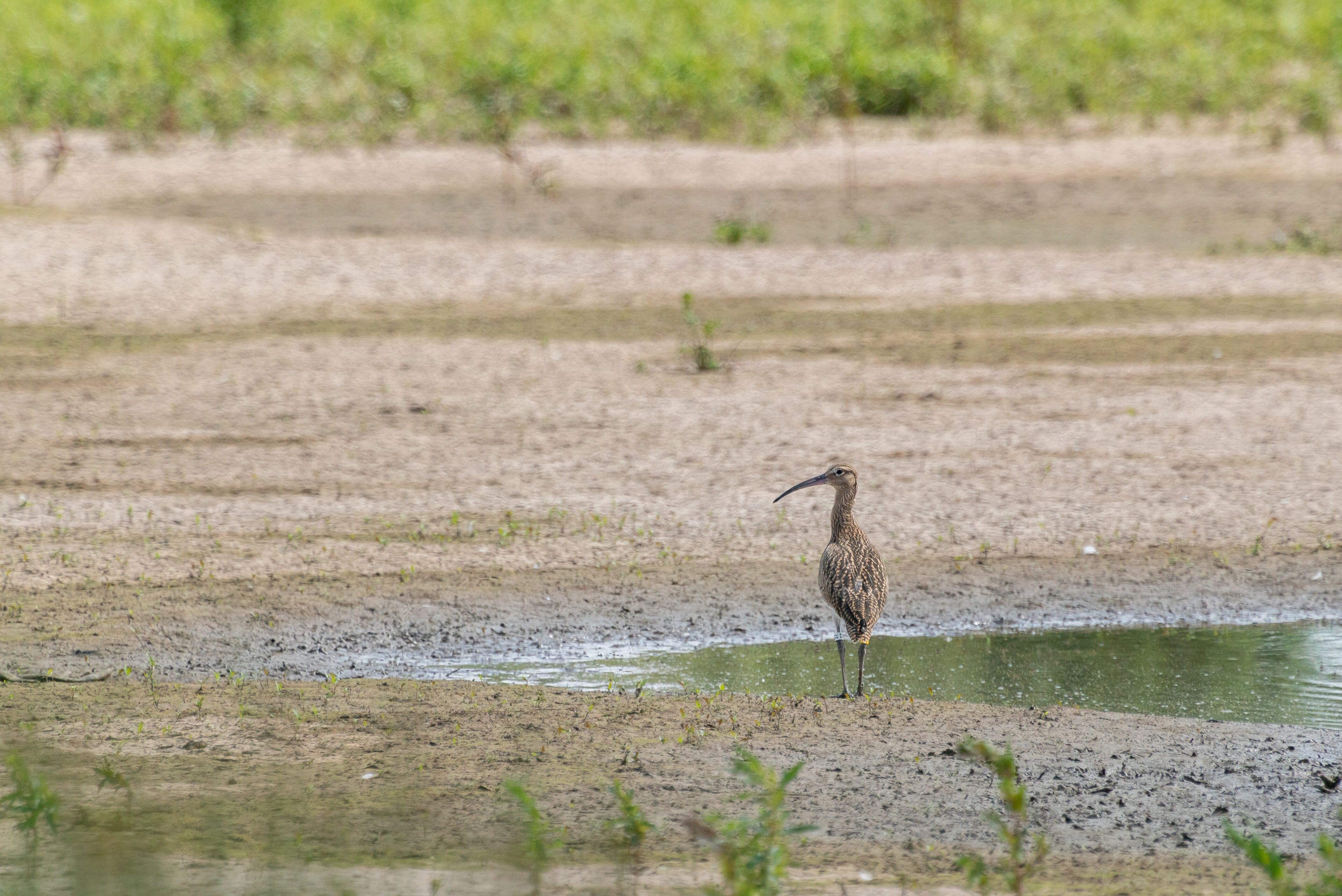 WWT urges French Government to end the hunting of curlews