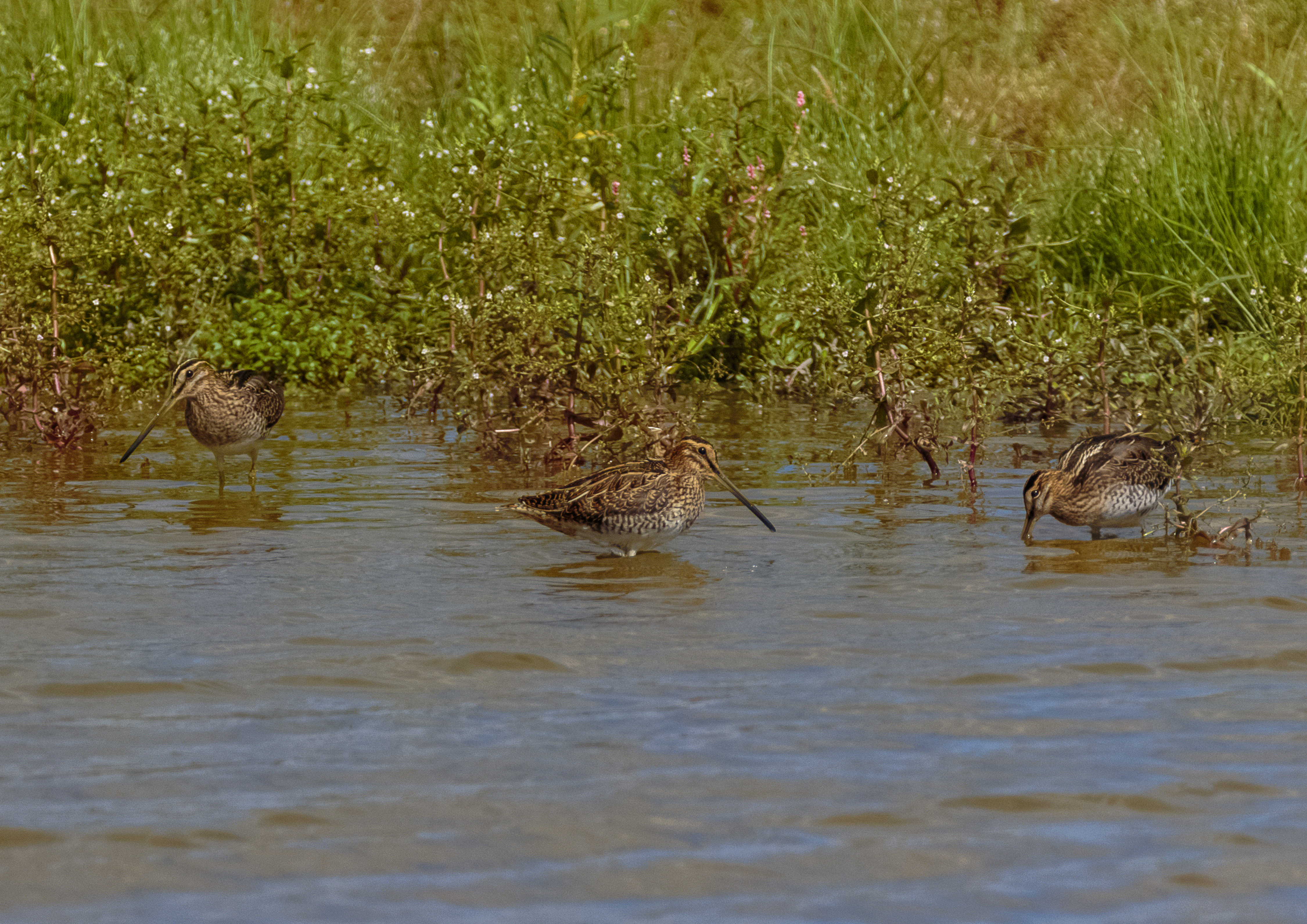 Snipe on Folly Pond