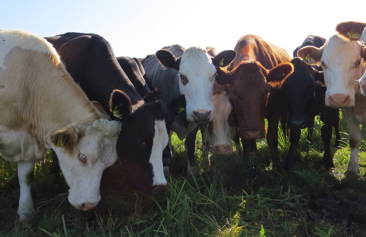 A herd of cattle standing together