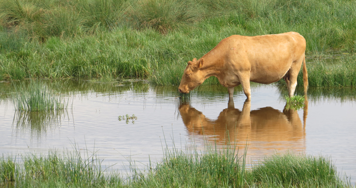 Summer wetland management