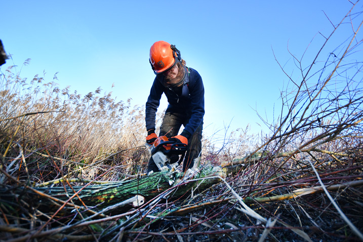 Autumn wetland management