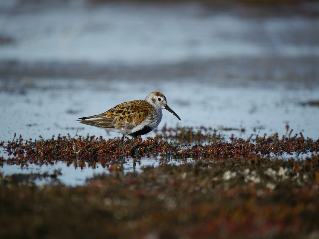 Wildlife Sightings for 11th September 2024