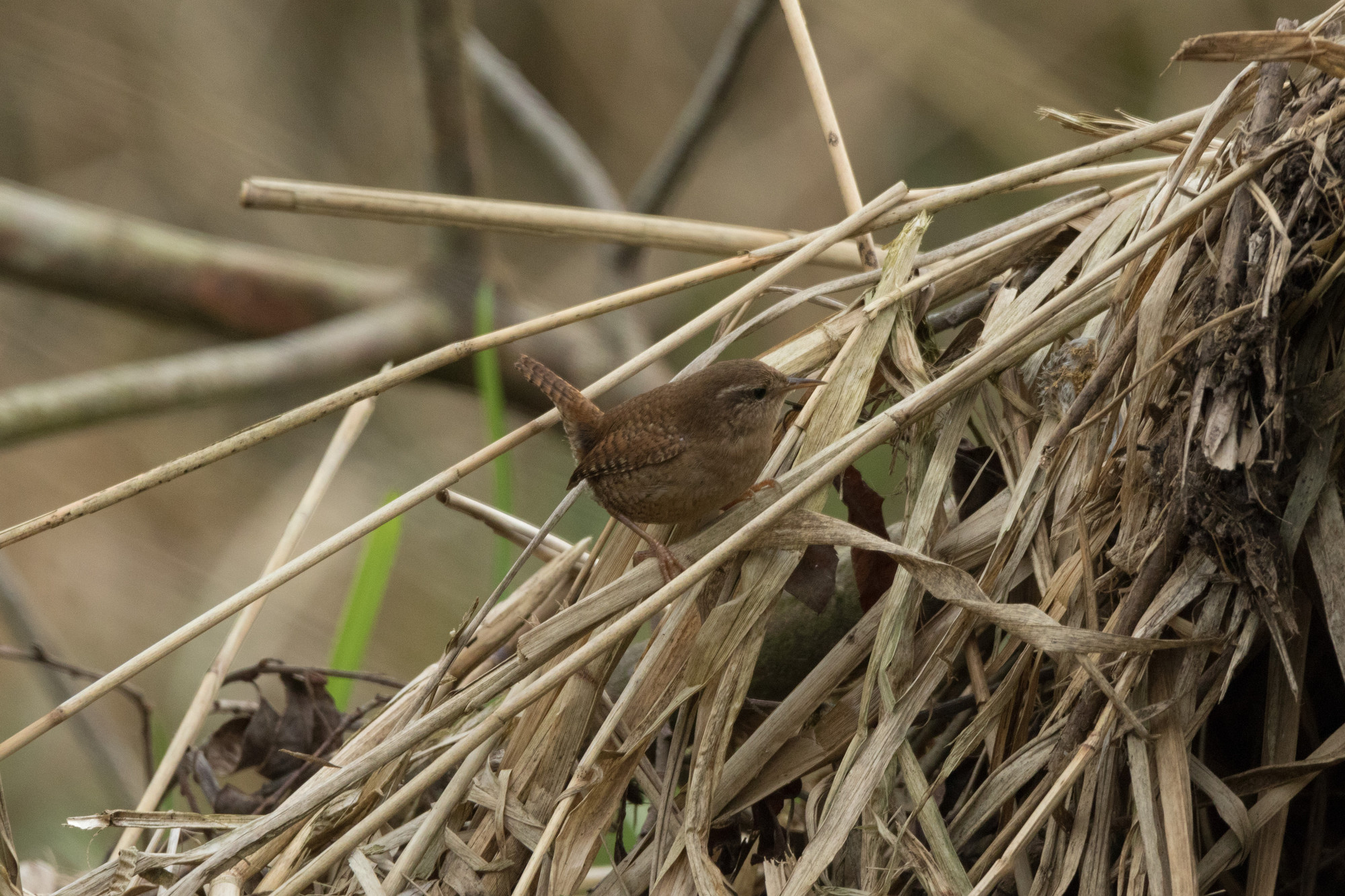 Recent Sightings - 29th July 2019