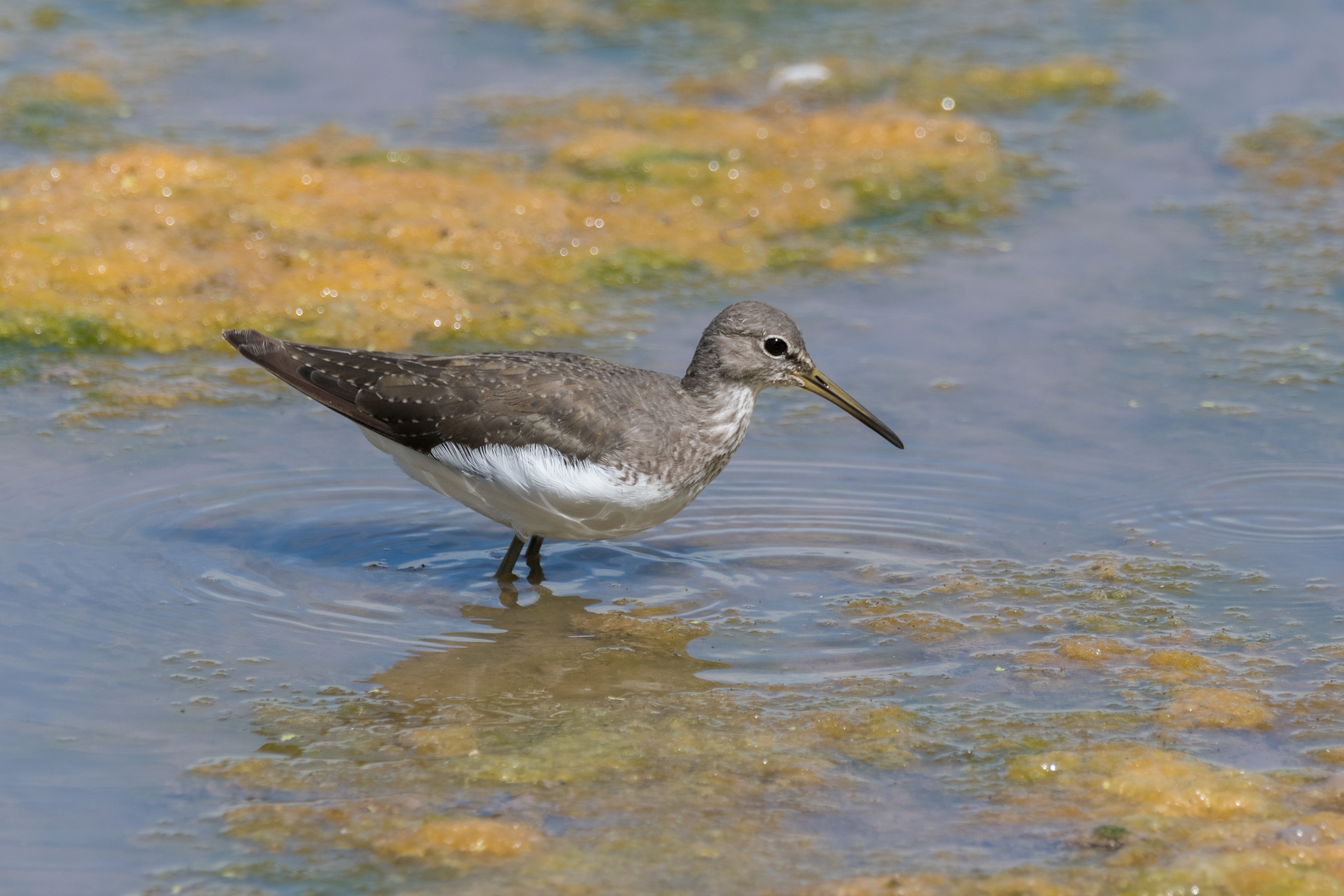 Recent Sightings 1st-7th August