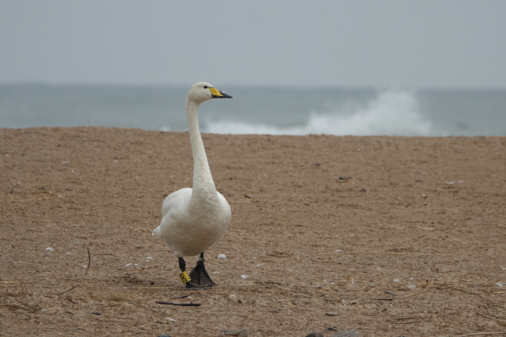 Welney whooper swan update