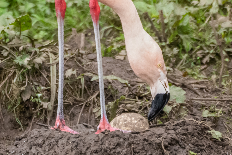 First flamingo egg for four years laid at WWT Washington