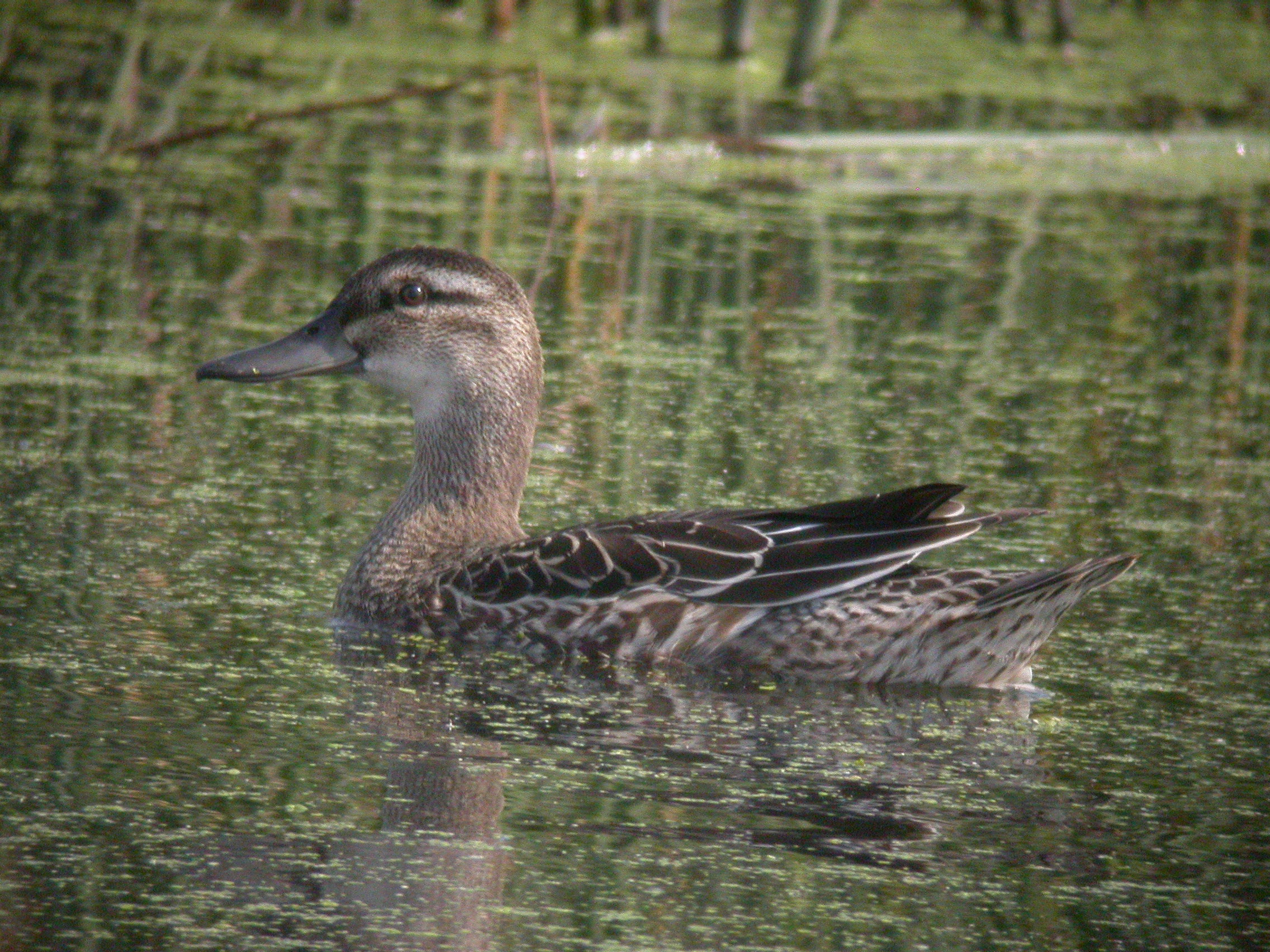 Recent sightings 3rd - 6th August