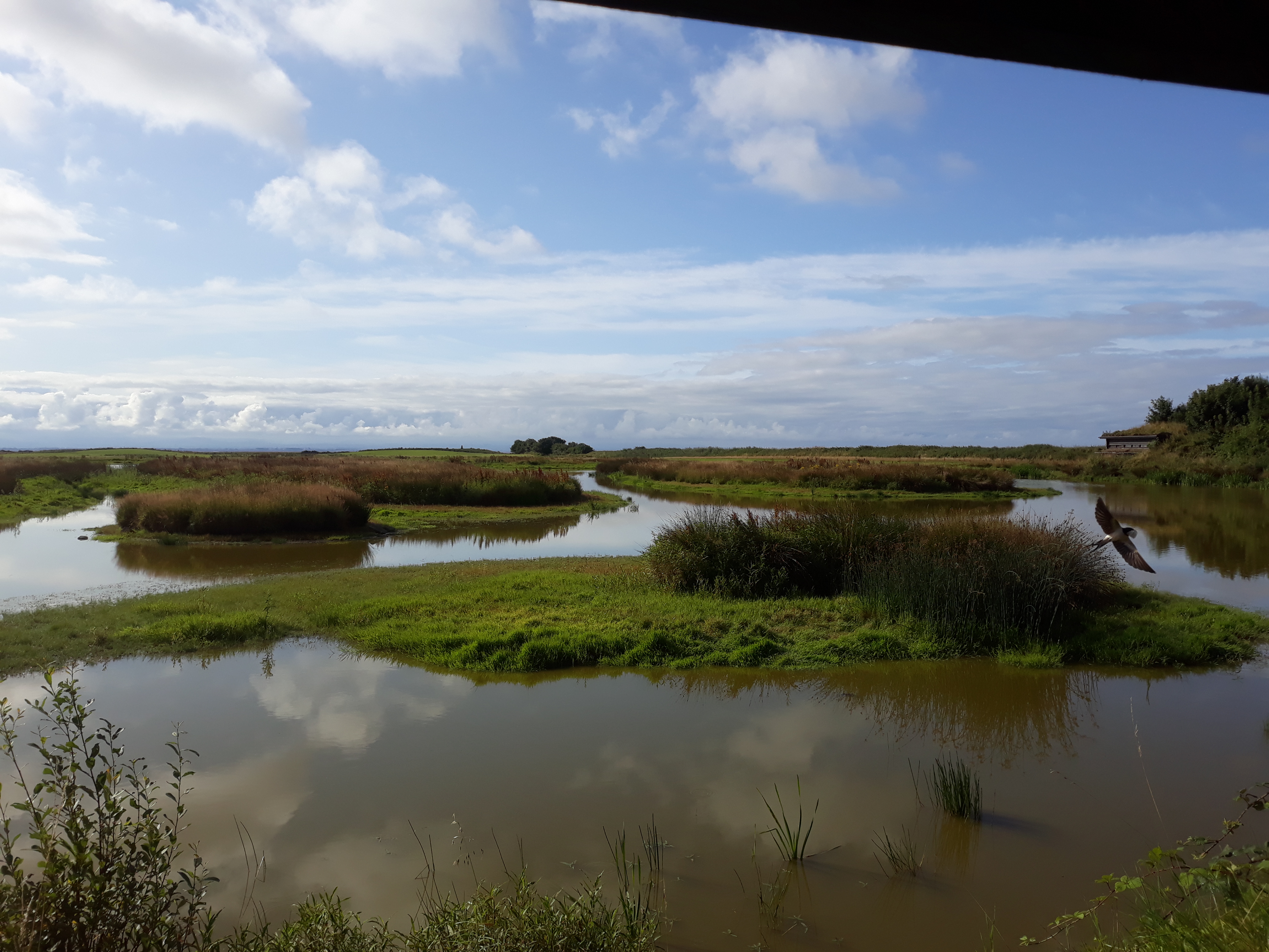 It's a Wader Day