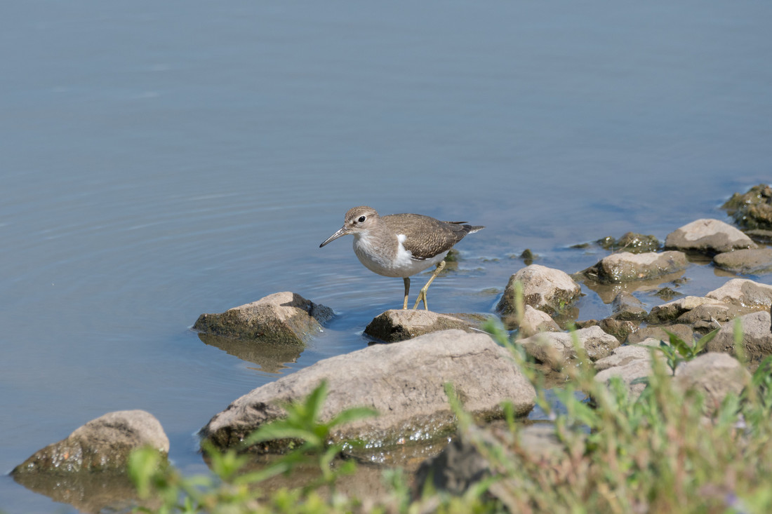 Wildlife sightings for 28th April 2021