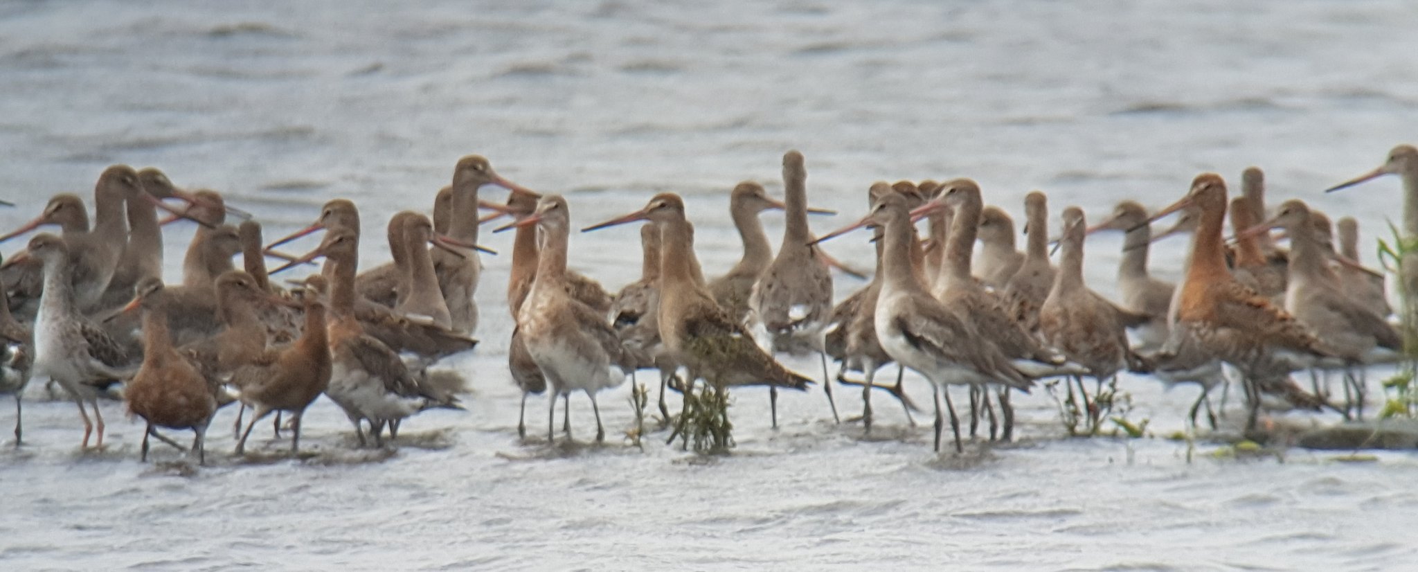 Little Stint