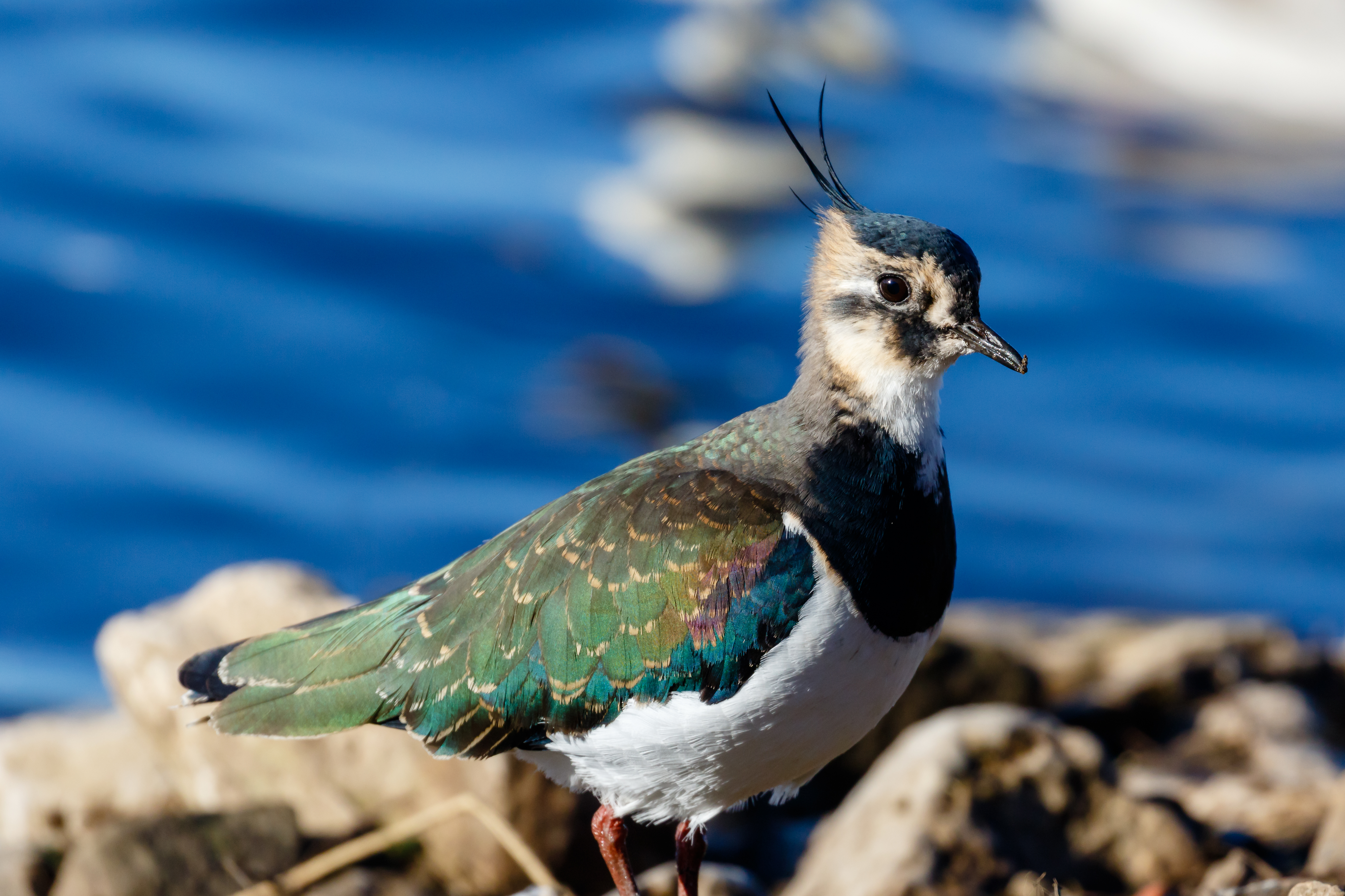 North West Bird Watching Festival returns to Martin Mere